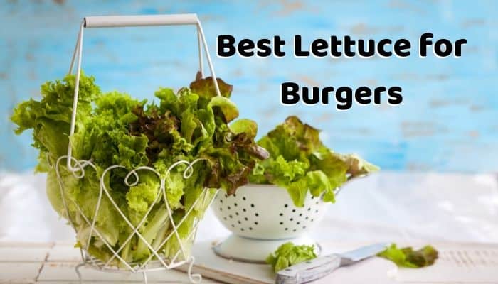 Best Lettuce for Burgers